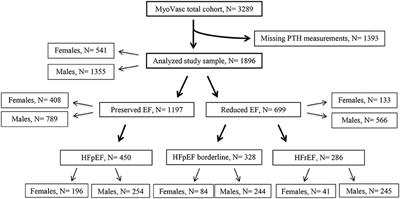 Sex-Specific Relationship Between Parathyroid Hormone and Platelet Indices in Phenotypes of Heart Failure—Results From the MyoVasc Study